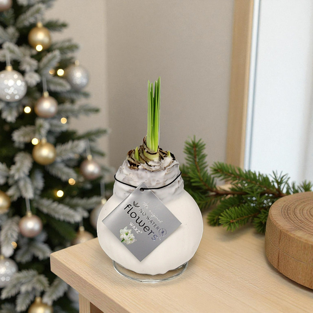 Amaryllis Waxed Bulb in Gift Sleeve Single white waxed amaryllis bulb with emerging green shoots on a wooden surface beside festive greenery. A decorated Christmas tree with gold ornaments glows softly in the background. 4