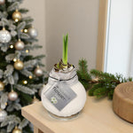 Amaryllis Waxed Bulb in Gift Sleeve Single white waxed amaryllis bulb with emerging green shoots on a wooden surface beside festive greenery. A decorated Christmas tree with gold ornaments glows softly in the background. 4