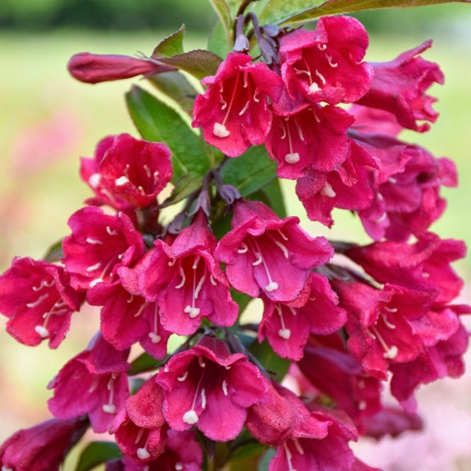 Weigela 'Tower of Flowers Cherry' Weigela 'Tower of Flowers Cherry' image1 1