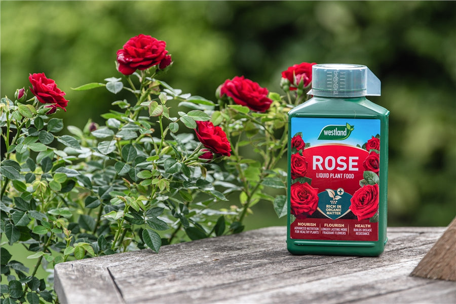 Westland Rose High Performance Liquid Plant Food 1L westland-rose-feed-3 4