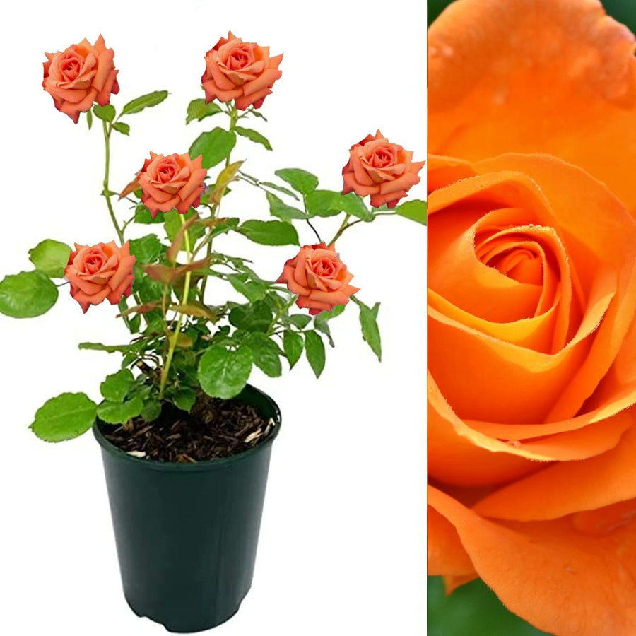 Orange Rose Bush - Whisky Mac whiskymac 2
