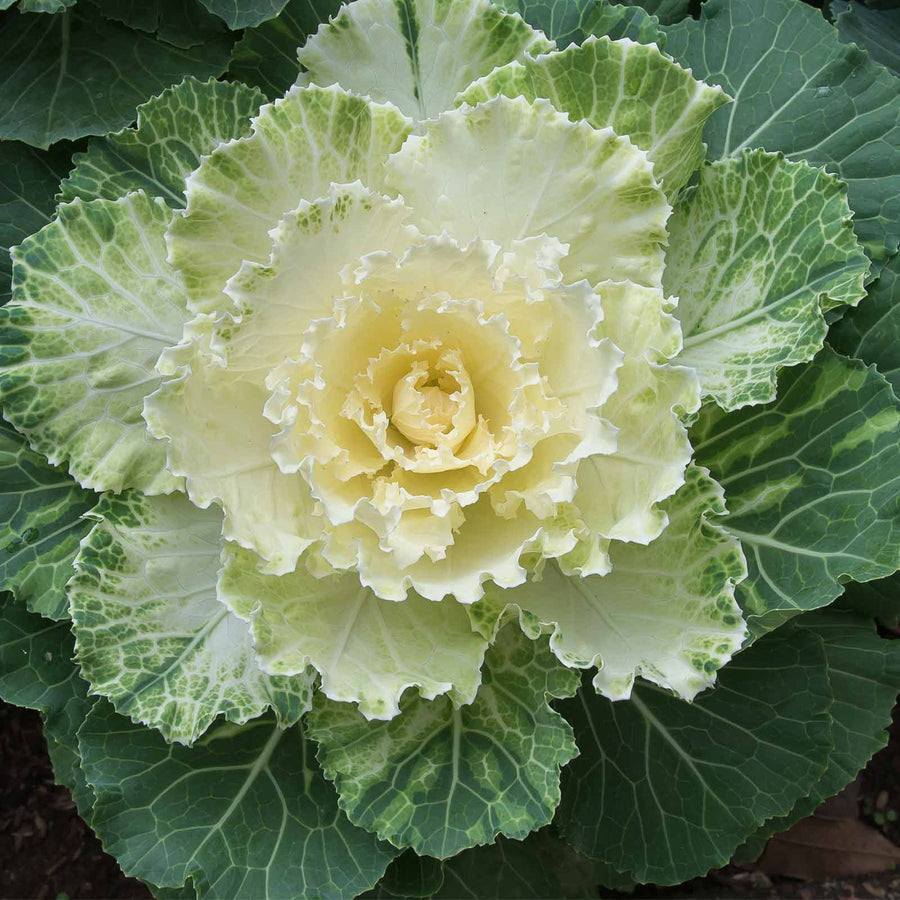 White Ornamental Cabbage White Ornamental Cabbage in 13cm Pot image1 1