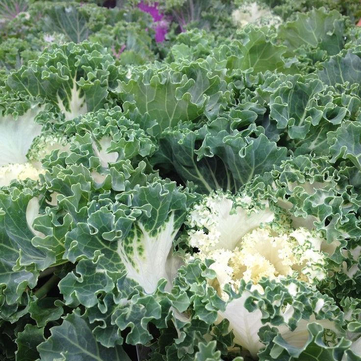 White Ornamental Cabbage White Ornamental Cabbage in 13cm Pot image2 2