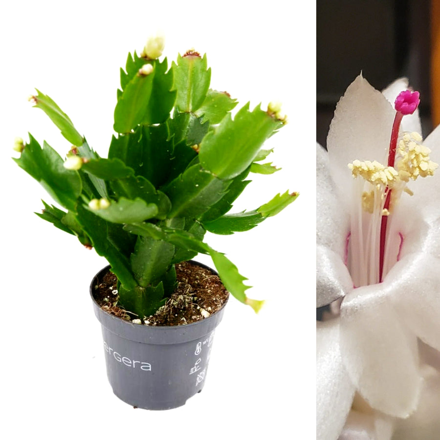 Christmas Cactus White Flowers white christmas cactus-image1 2