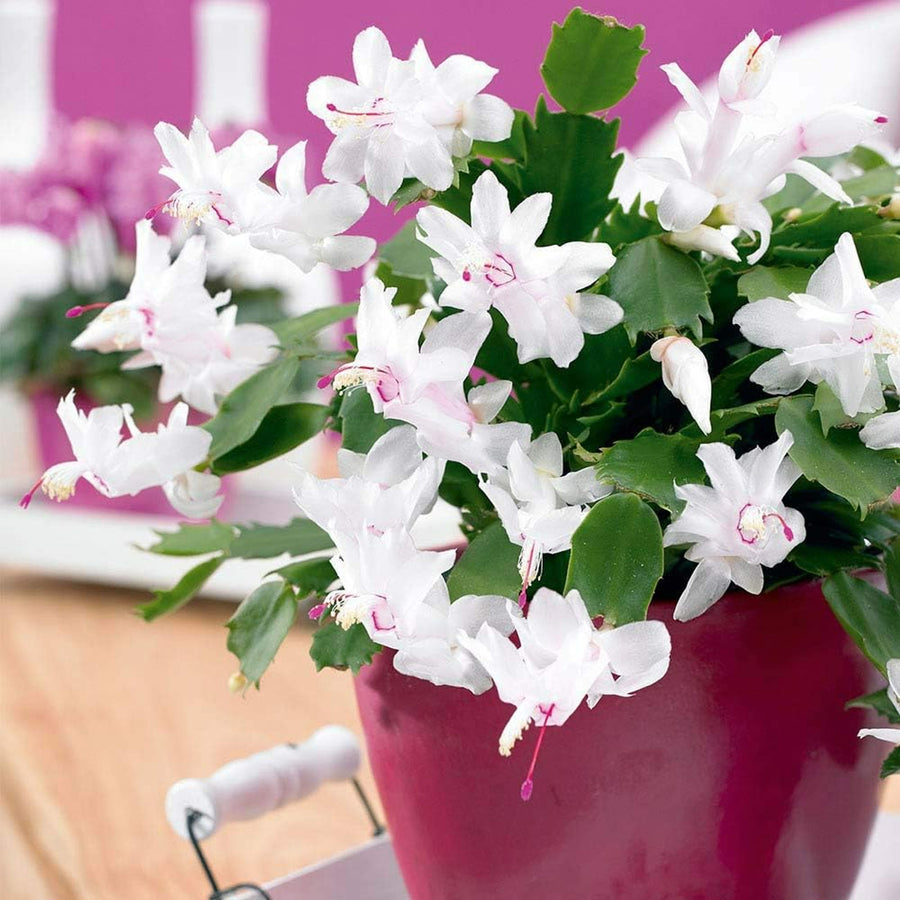 Christmas Cactus White Flowers white christmas cactus-image2 1