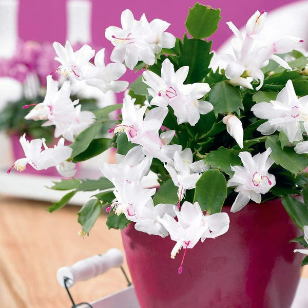 Christmas Cactus White Flowers