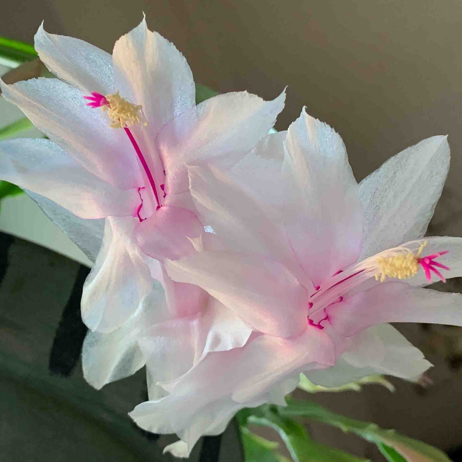 Christmas Cactus White Flowers white christmas cactus-image3 3