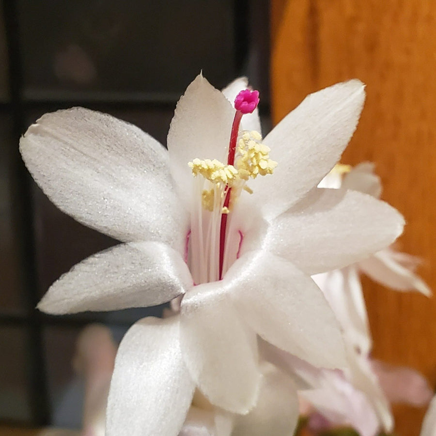 Christmas Cactus White Flowers white christmas cactus-image4 5