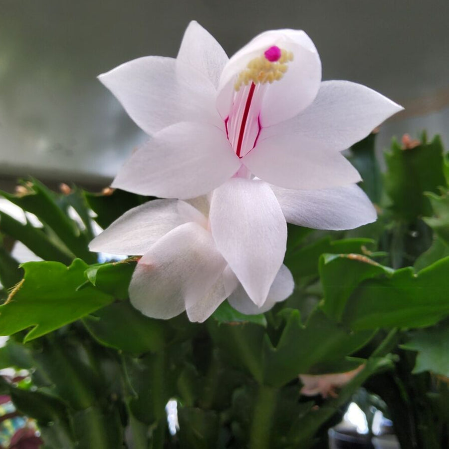 Christmas Cactus White Flowers white christmas cactus-image5 6