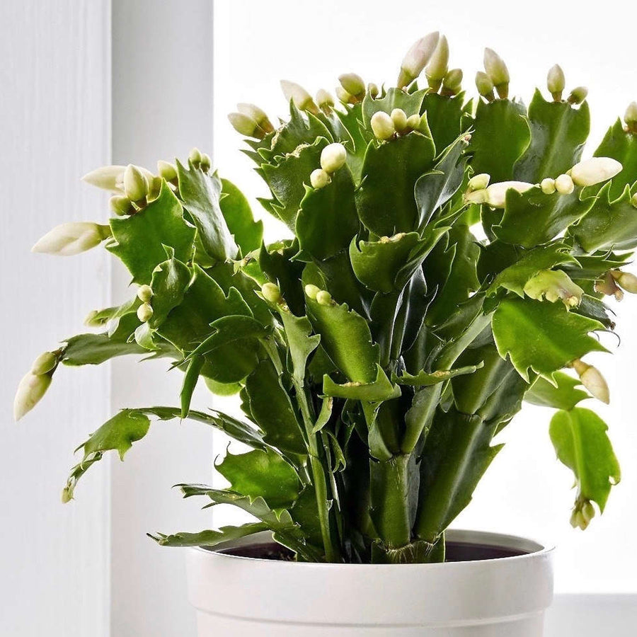Christmas Cactus White Flowers white christmas cactus-image6 4