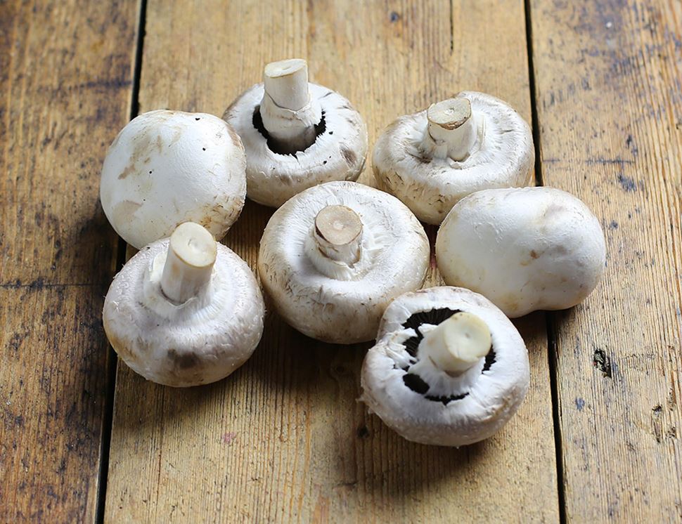 White Mushroom Dome Growing Kit white mushroom harvest 2
