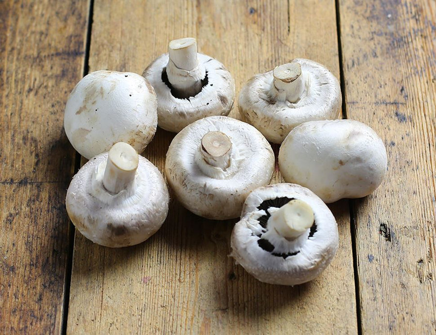 White Mushroom Dome Growing Kit white mushroom harvest 2