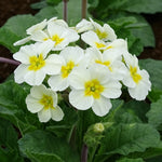 Primrose Bedding Plants  3