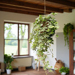 Hedera Ivy Hanging Pot  2