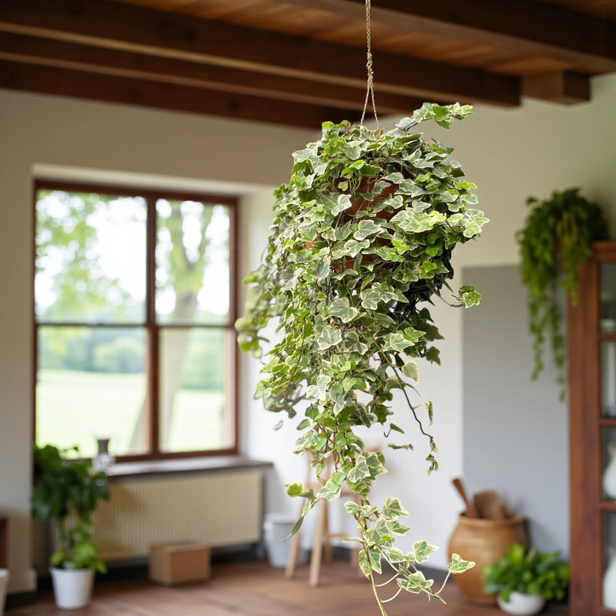 Hedera Ivy Hanging Pot  2