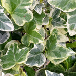 Hedera Ivy Hanging Pot  6