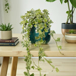 Hedera Ivy Hanging Pot  4