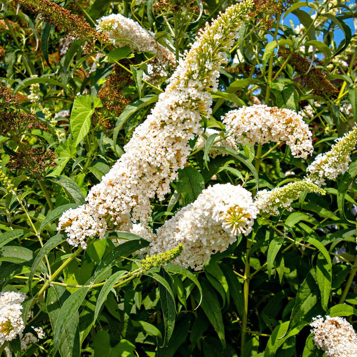 White Buddleia Davidii Ornamental Patio Tree in 7L Pot  2