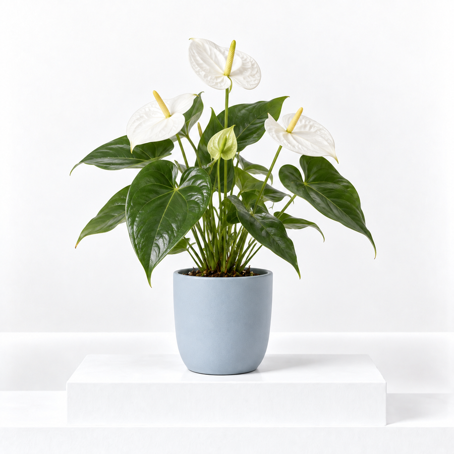 White Flamingo Flower  1