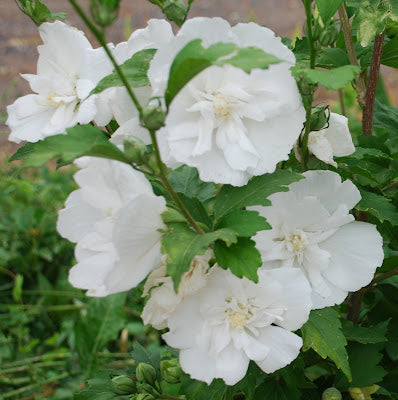 Hibiscus syriacus 'Rose of Sharon'  3