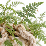 White Rabbit Foot Fern  2