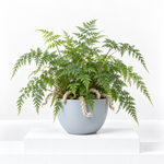 White Rabbit Foot Fern  1