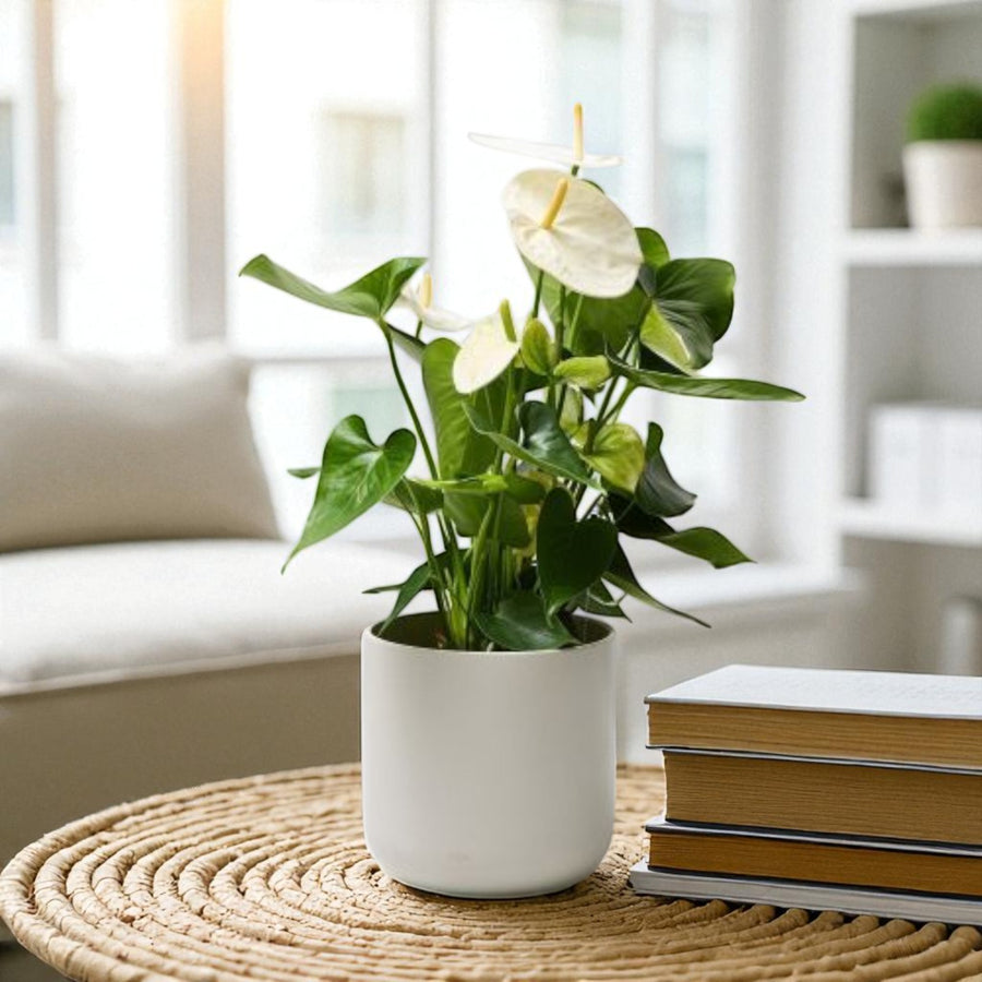 White Flamingo Flower  1