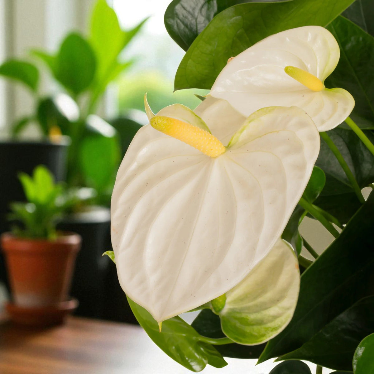White Flamingo Flower  4