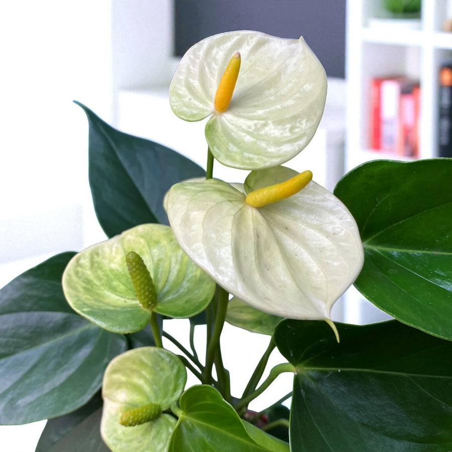 White Flamingo Flower  1
