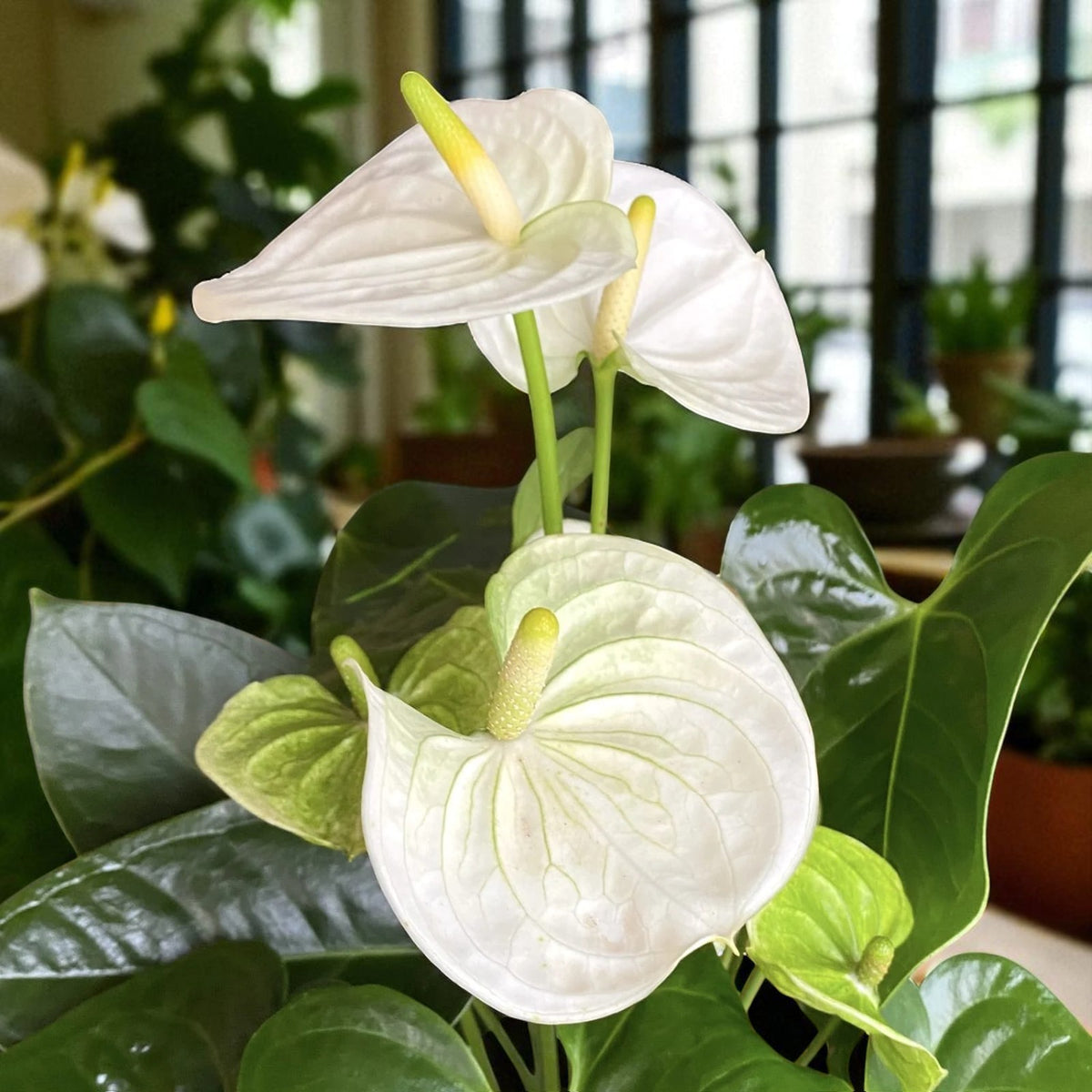 White Flamingo Flower  2