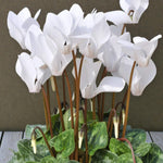 Cyclamen Red & White A potted white cyclamen plant with pure white blooms on tall stems, set against a neutral indoor backdrop with textured foliage below. 3