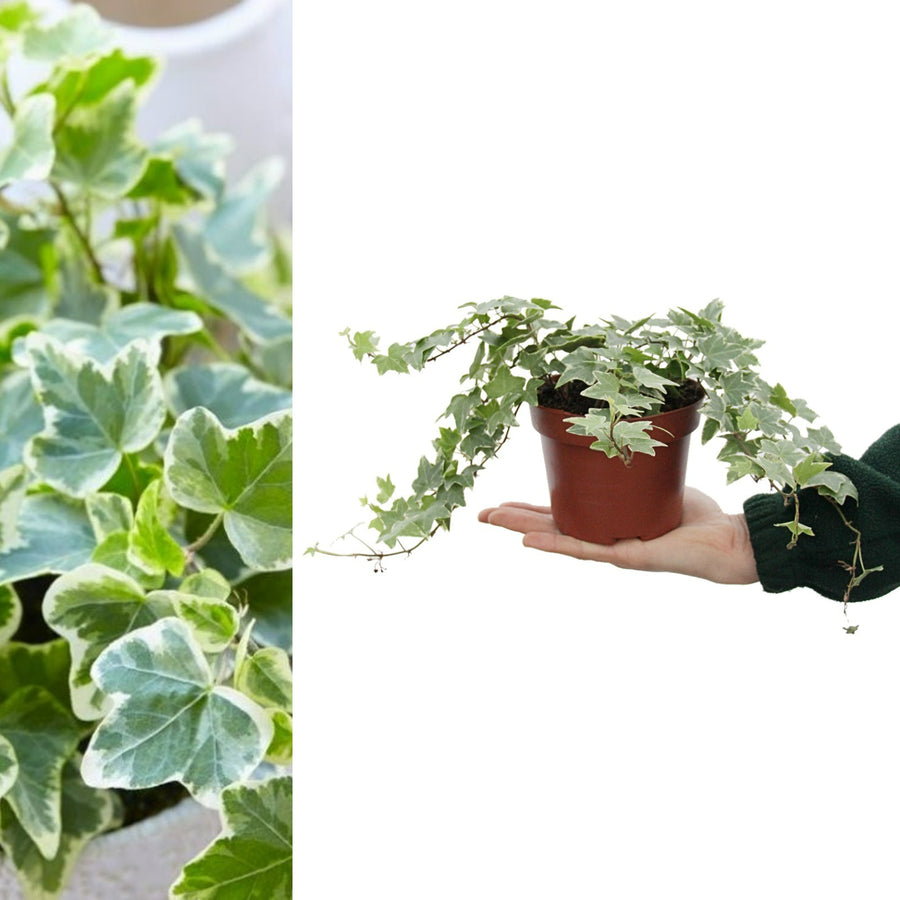 Large White Variegated Hedera Helix whiteivy 2