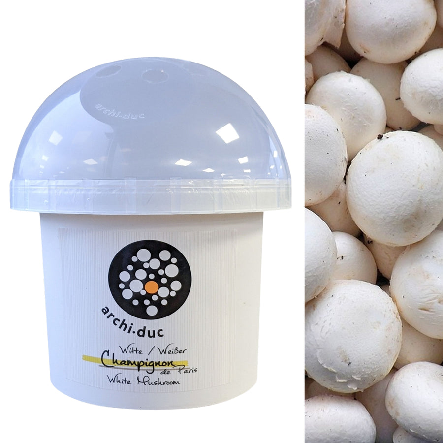 White Mushroom Dome Growing Kit whitemushroomdomekit 1
