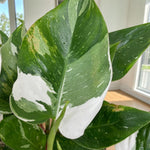 Philodendron White Princess  1
