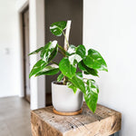 Philodendron White Princess  2
