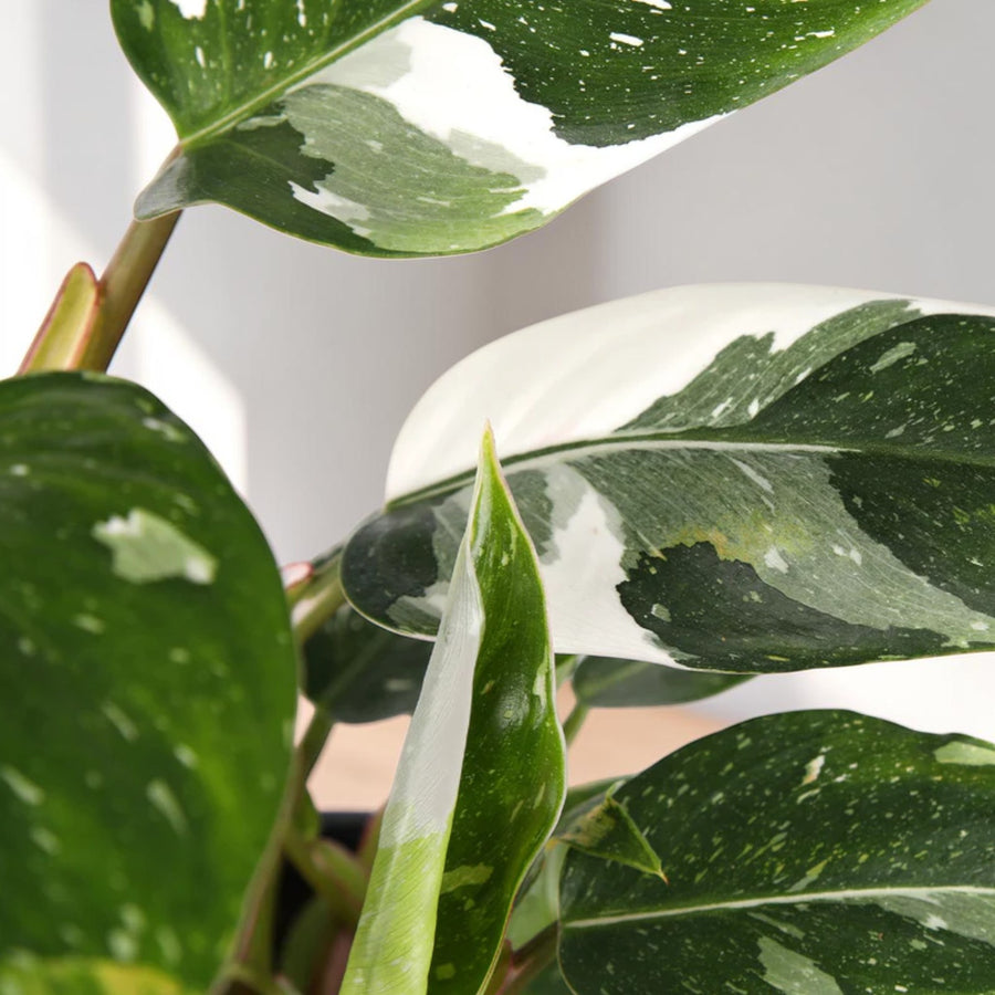 Philodendron White Princess  3