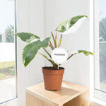 Philodendron White Princess  4