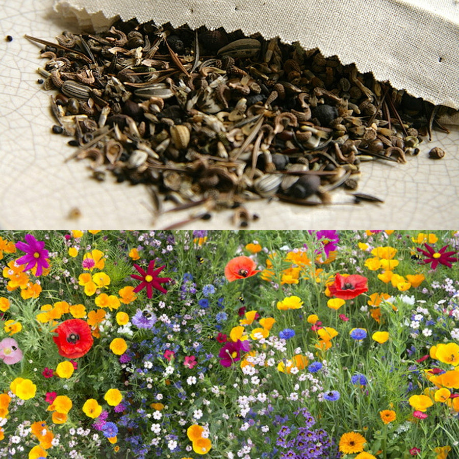 Carbeth Plants UK Native Wildflower Seed Mix Carbeth Plants UK Native Wildflower Seed Mix image1 2