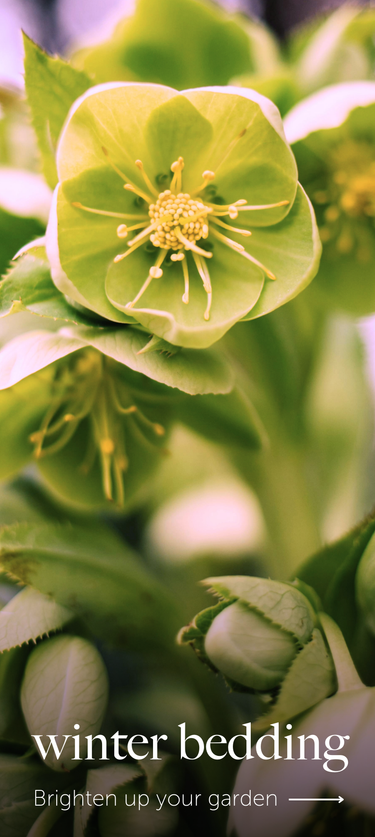 Poppy Bare Roots | Hardy Perennial Flowers