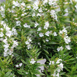 Winter Savory Plant  2