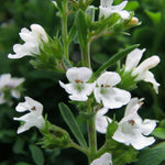 Winter Savory Plant  3