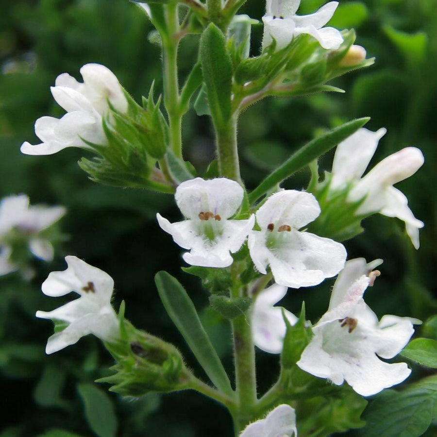 Winter Savory Plant  3