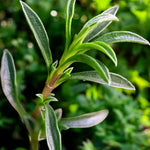 Winter Savory Plant  1