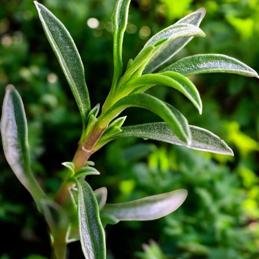 Winter Savory Plant  1