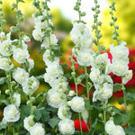 White Hollyhock Alcea Wit Bare Root  3