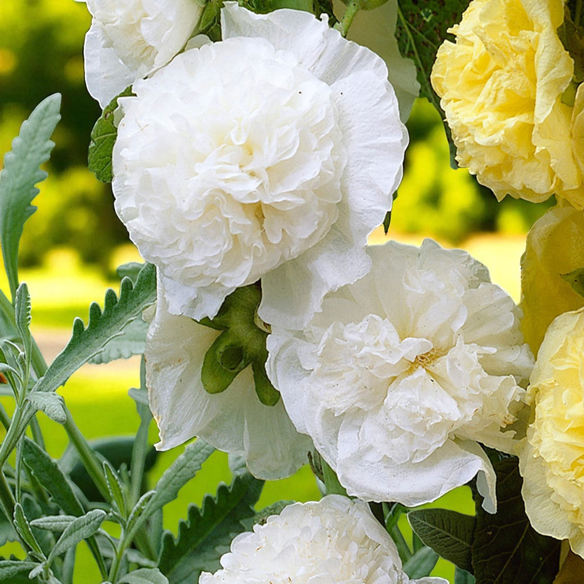 White Hollyhock Alcea Wit Bare Root  1