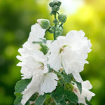 Hollyhock Bare Root Mix  4