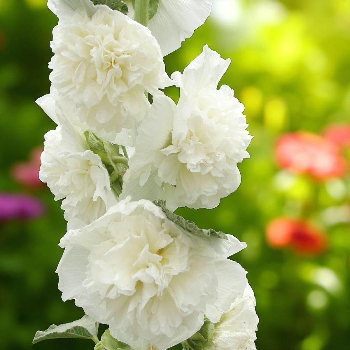 White Hollyhock Alcea Wit Bare Root  4