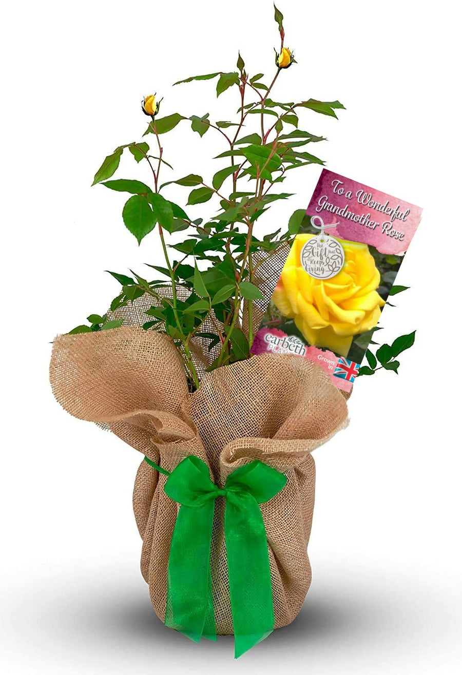 To a Wonderful Grandmother Rose Bush Gift Wrapped To a Wonderful Grandmother Rose Bush Gift Wrapped image1 1