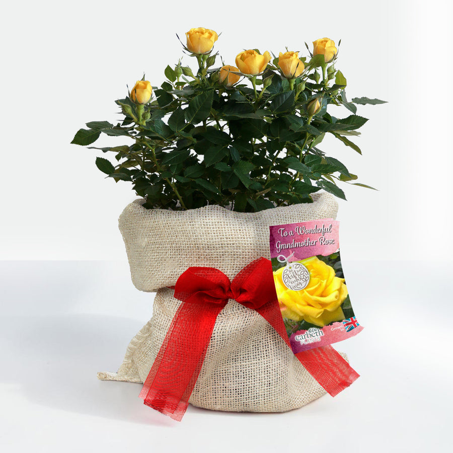 To a Wonderful Grandmother Rose Bush Gift Wrapped  1